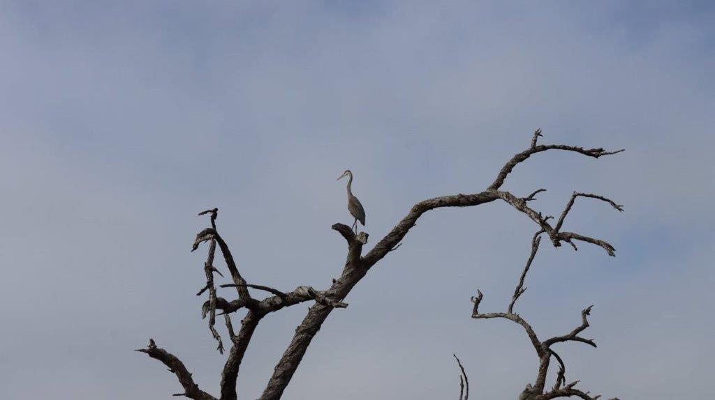 A bird perched on a tree branch

Description automatically generated