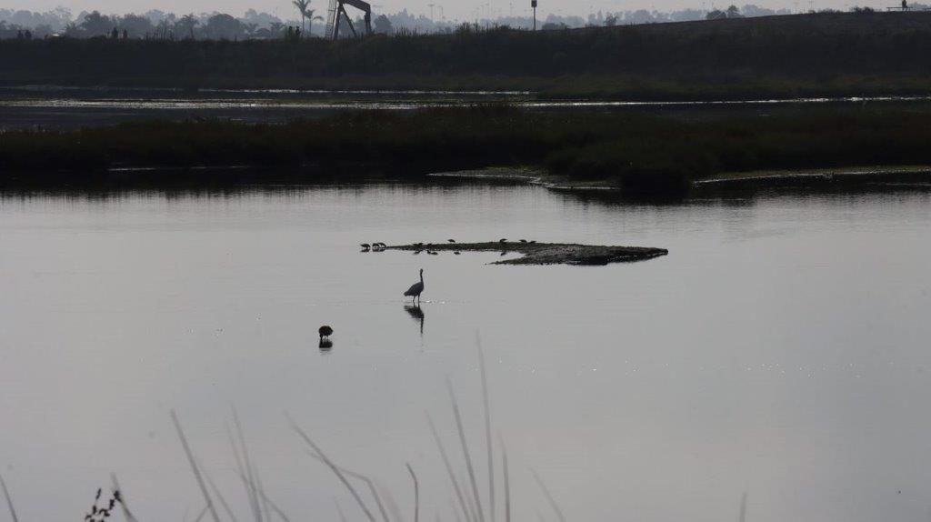 Birds in the water with a group of birds

Description automatically generated