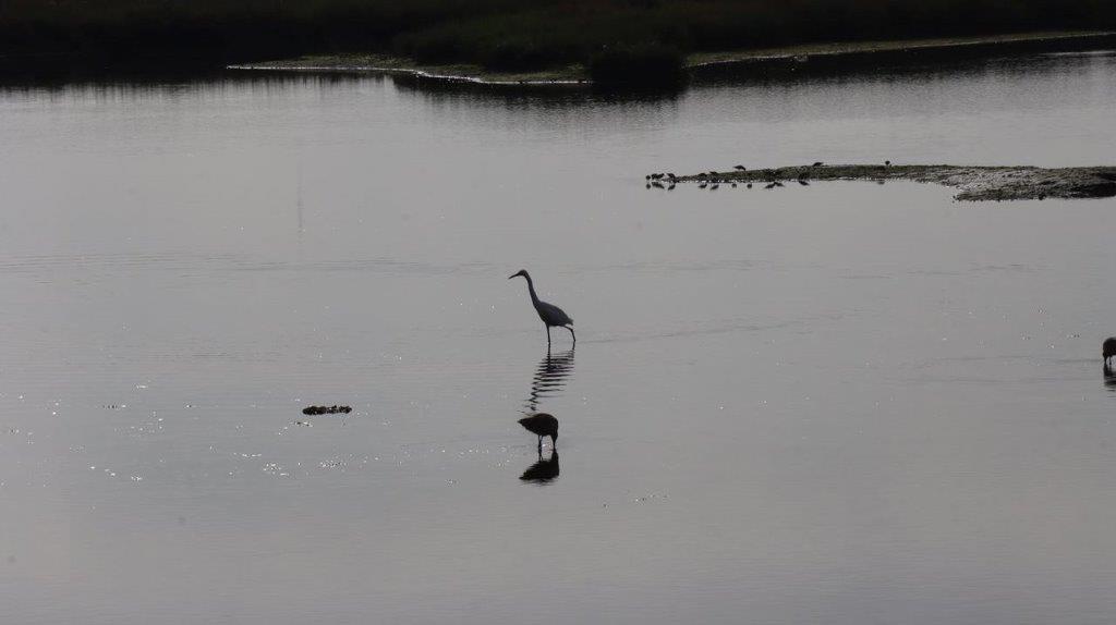 A bird standing in the water

Description automatically generated