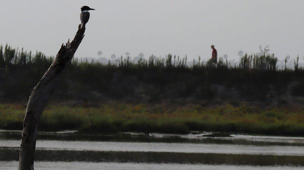 A bird on a branch by a body of water

Description automatically generated