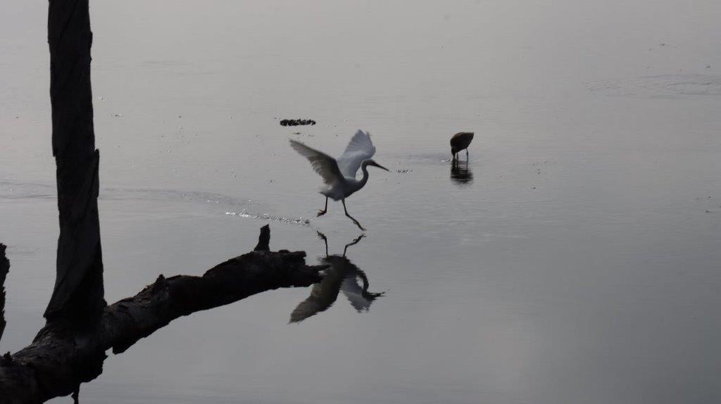 A bird walking on the water

Description automatically generated