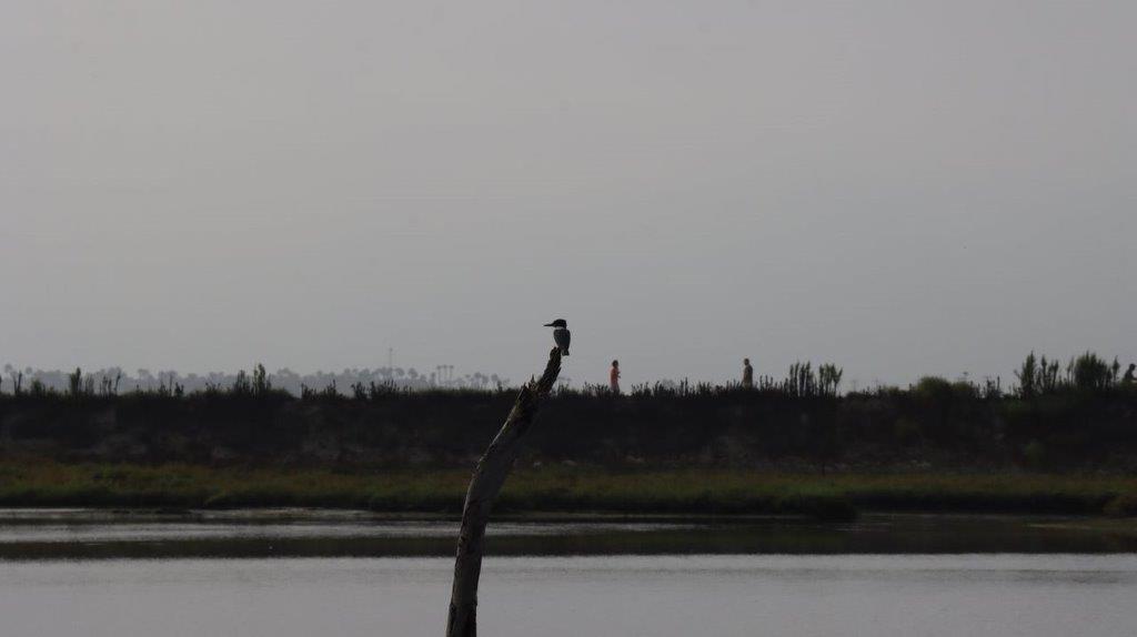 A bird perched on a tree branch

Description automatically generated