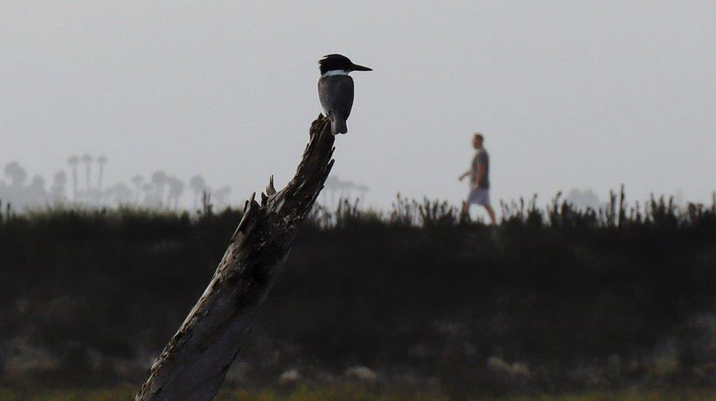 A bird on a tree branch

Description automatically generated