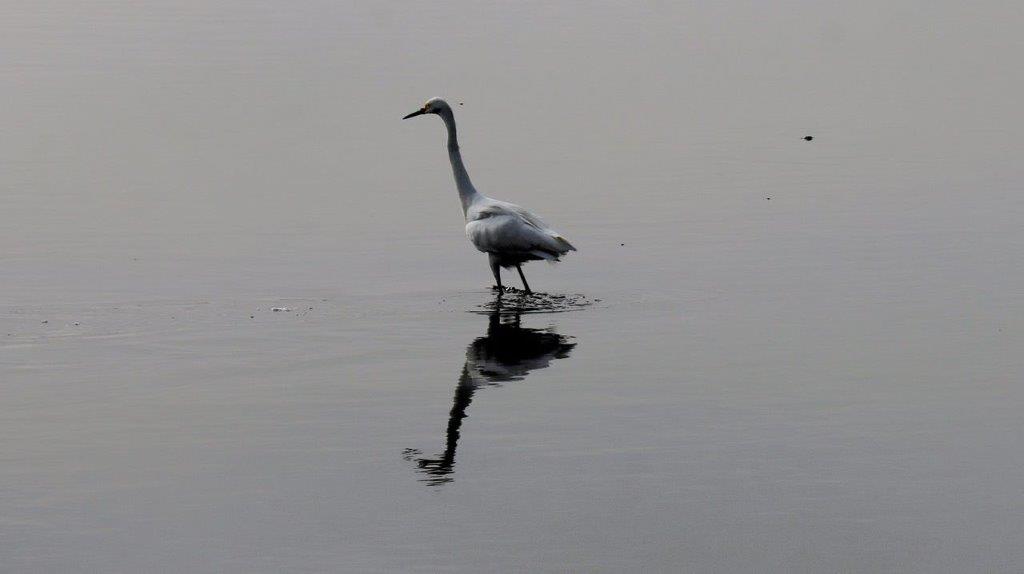 A bird standing in water

Description automatically generated