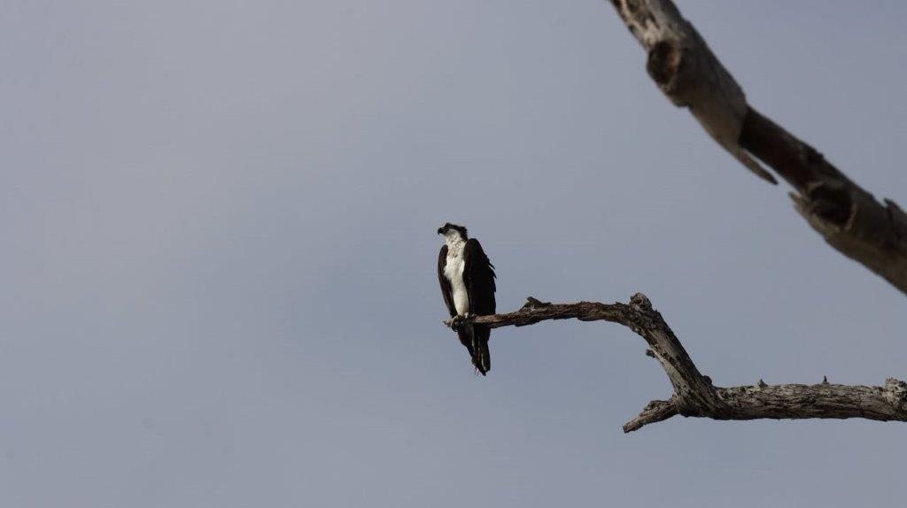 A bird perched on a branch

Description automatically generated