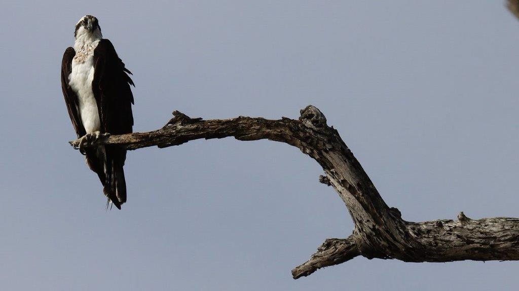 A bird sitting on a branch

Description automatically generated