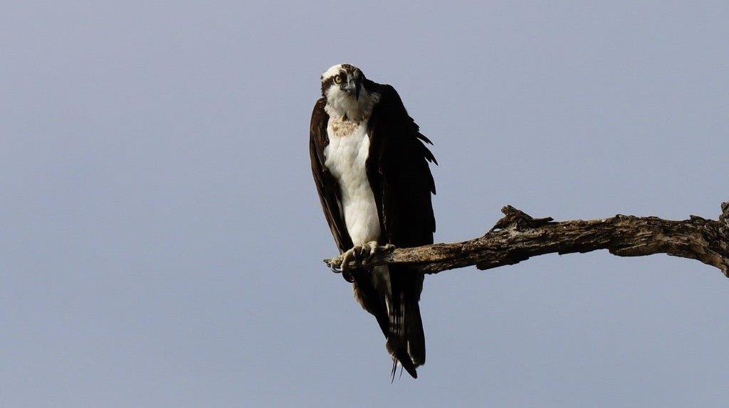 A bird perched on a branch

Description automatically generated