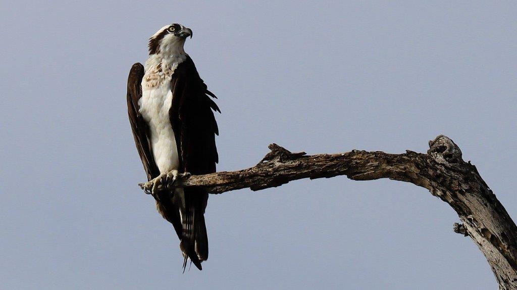 A bird perched on a branch

Description automatically generated