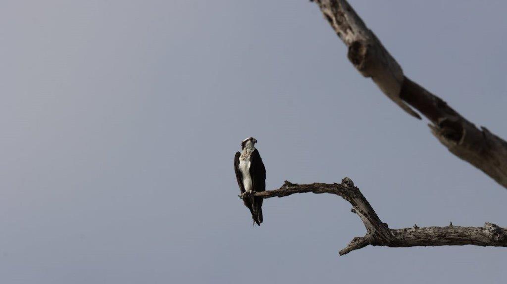 A bird perched on a branch

Description automatically generated