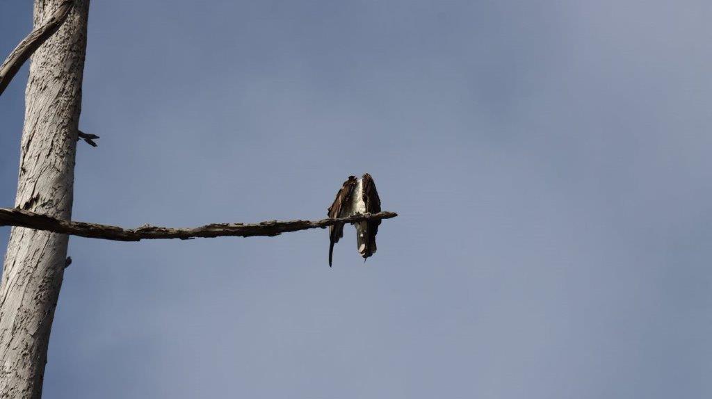 A bird on a branch

Description automatically generated