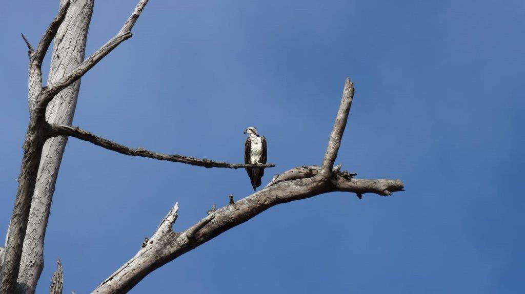 A bird perched on a branch

Description automatically generated