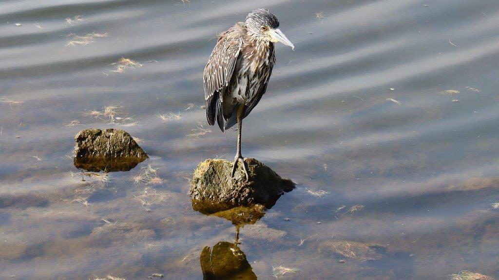 A bird standing on a rock in water

Description automatically generated