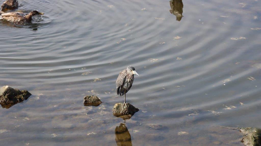 A bird standing on rocks in water

Description automatically generated