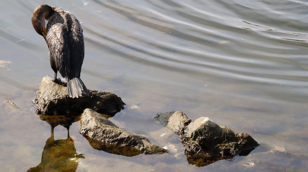 A bird standing on rocks in water

Description automatically generated