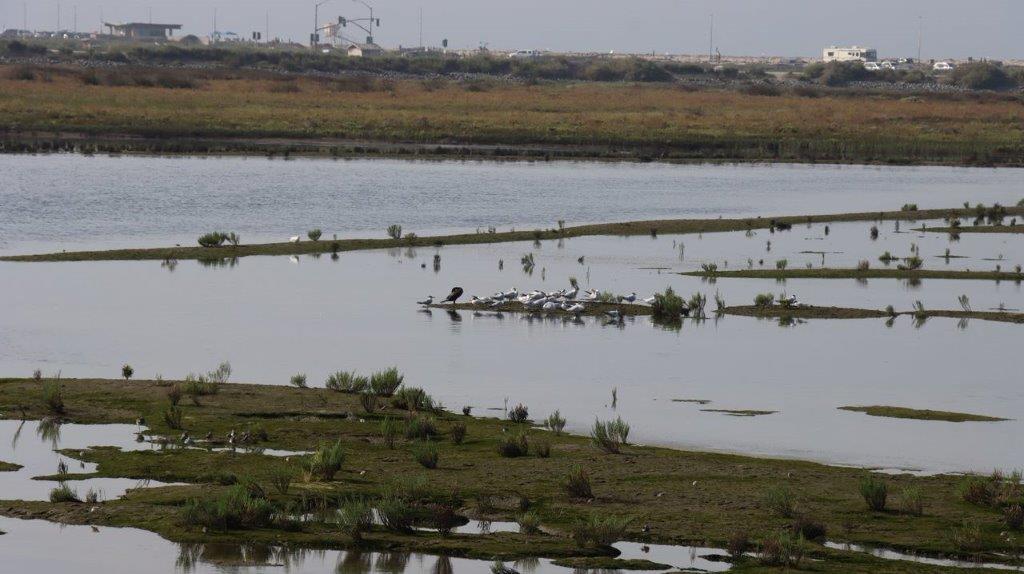 Birds on a small island in a marsh

Description automatically generated