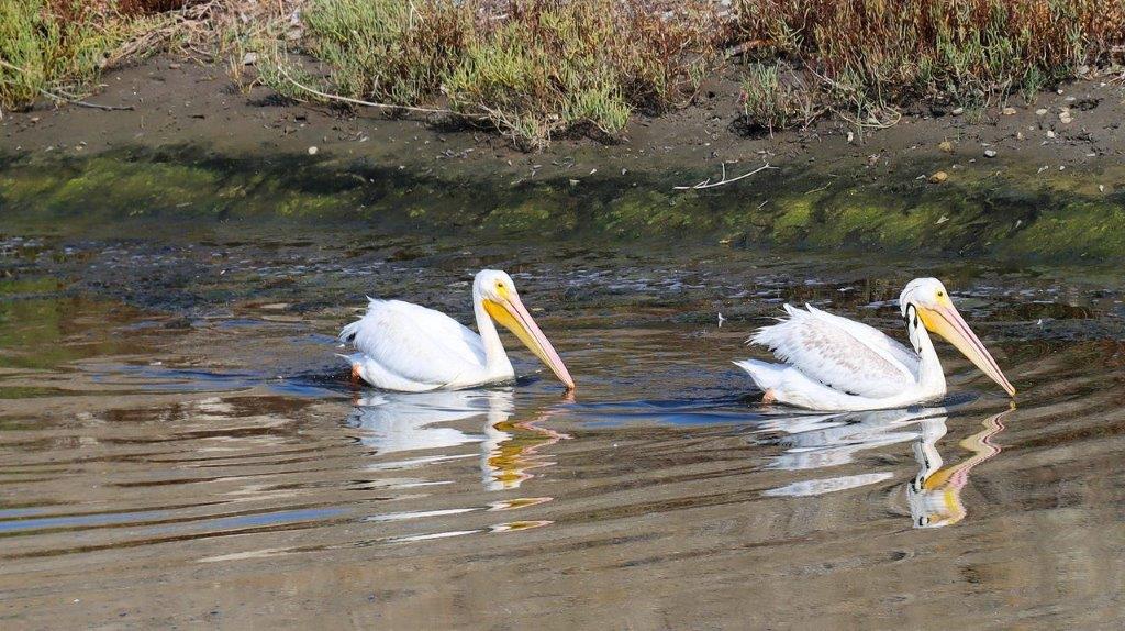 A couple of white birds swimming in water

Description automatically generated