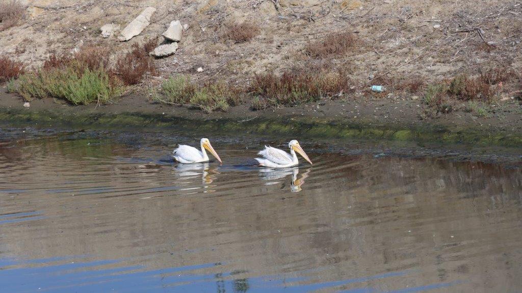 A couple of white birds swimming in water

Description automatically generated