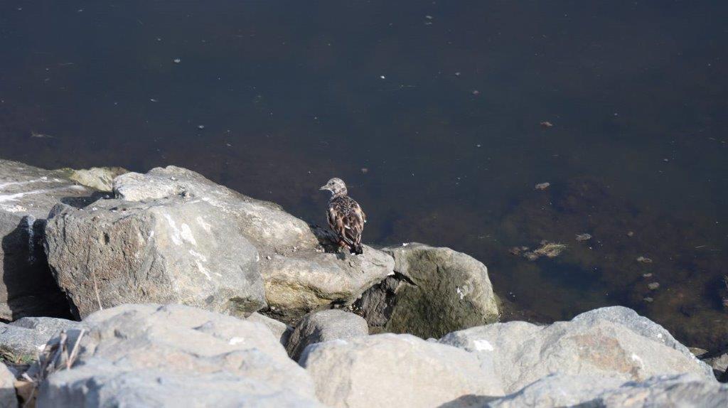 A bird on a rock by water

Description automatically generated