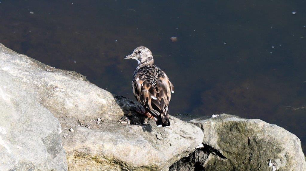 A bird sitting on a rock

Description automatically generated