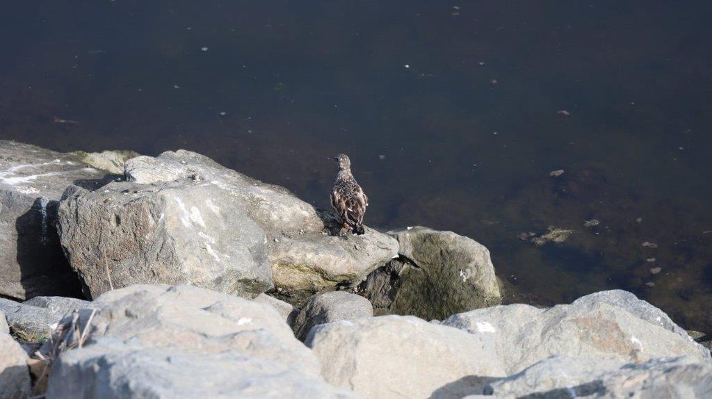 A bird on a rock by water

Description automatically generated