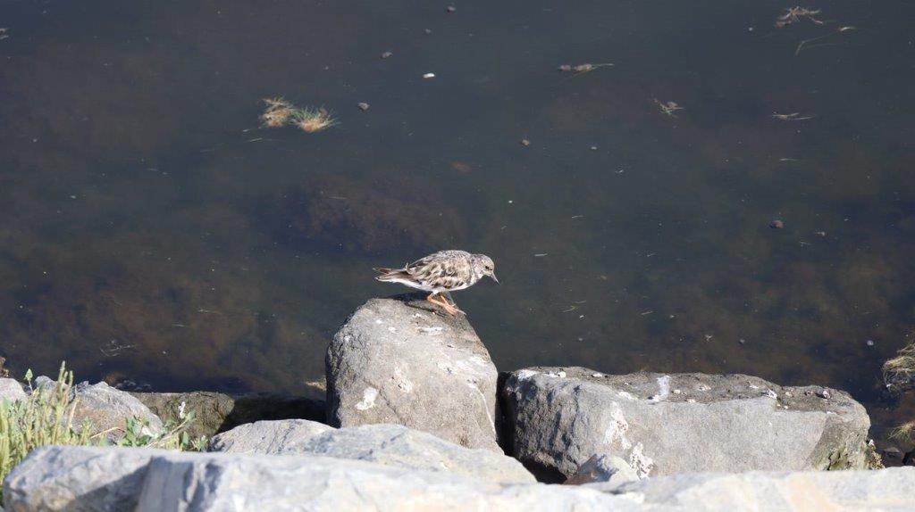 A bird standing on a rock

Description automatically generated