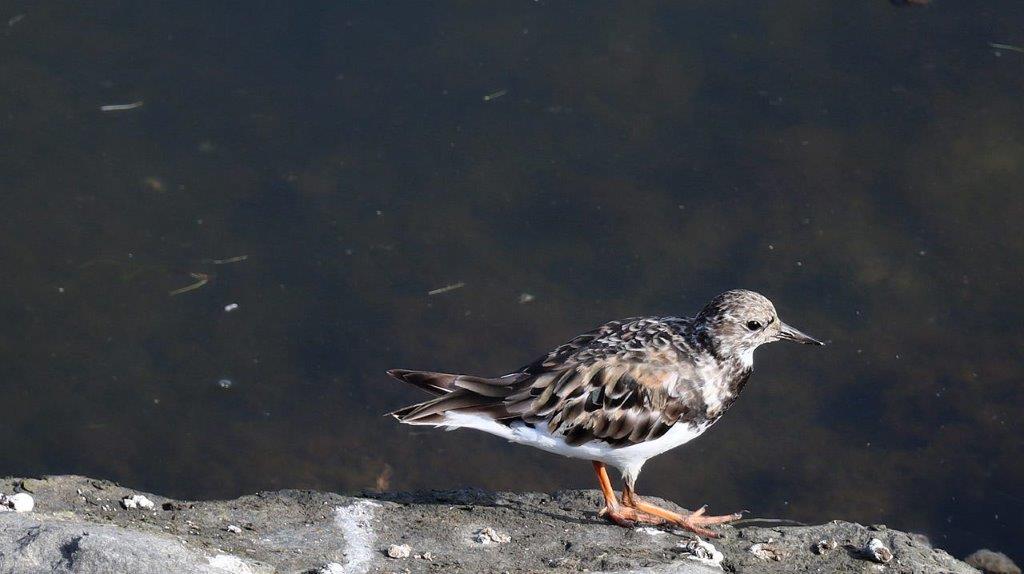 A bird standing on a rock

Description automatically generated