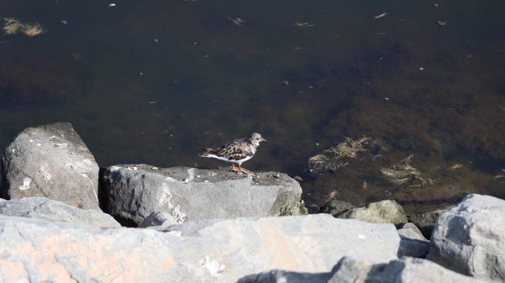 A bird on a rock near water

Description automatically generated