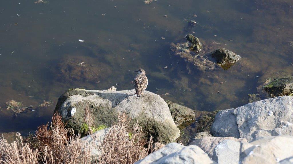 A bird on a rock near water

Description automatically generated