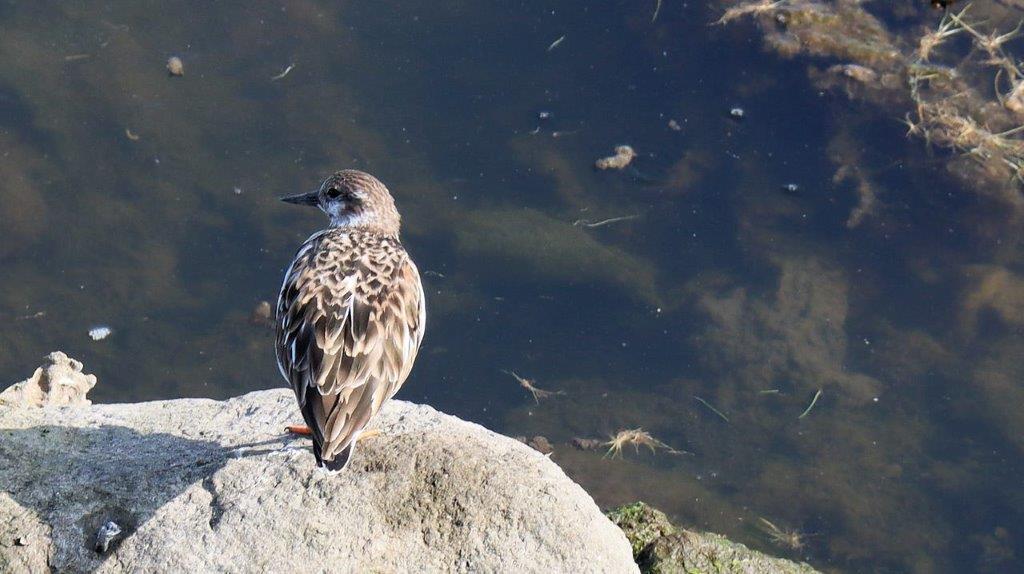 A bird standing on a rock

Description automatically generated