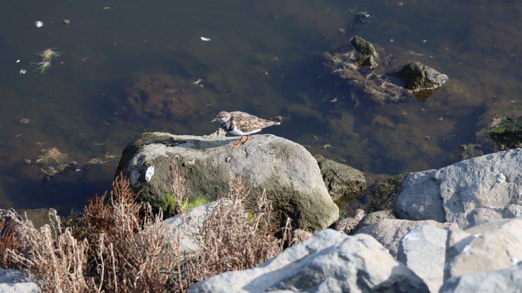 A bird on a rock near water

Description automatically generated