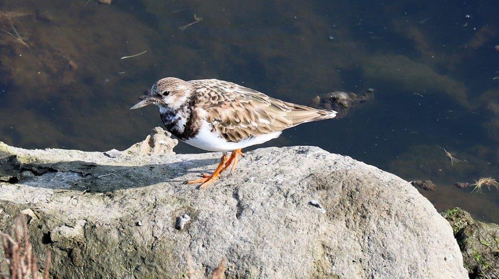 A bird standing on a rock

Description automatically generated