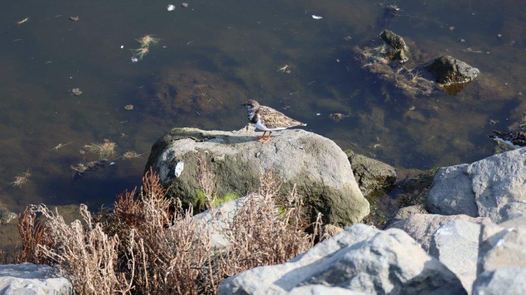 A bird on a rock by water

Description automatically generated