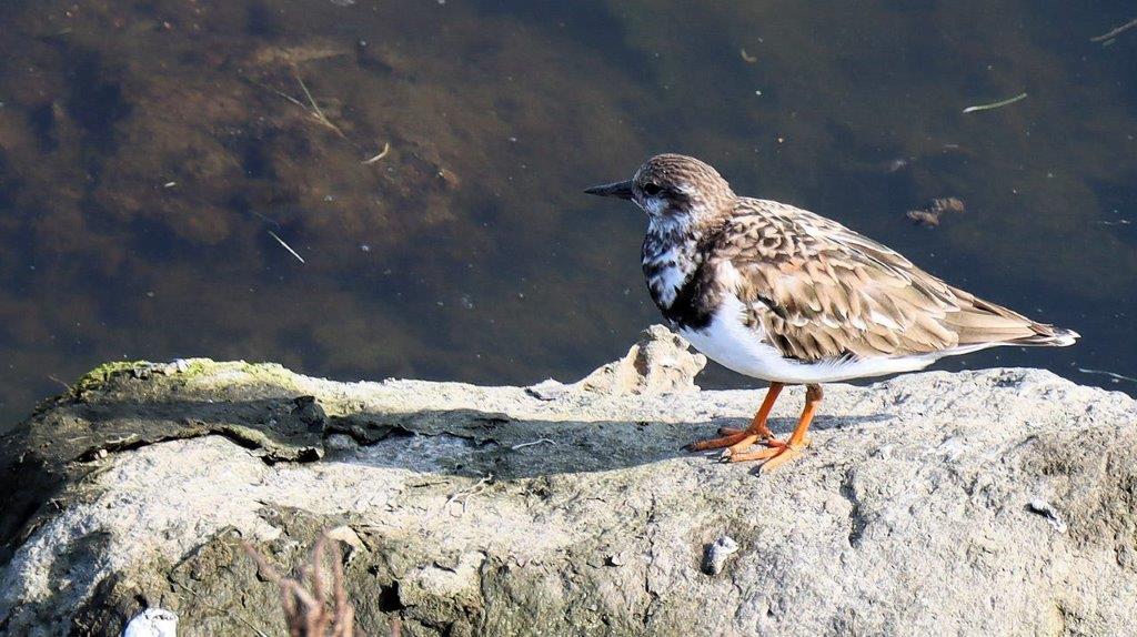 A bird standing on a rock

Description automatically generated