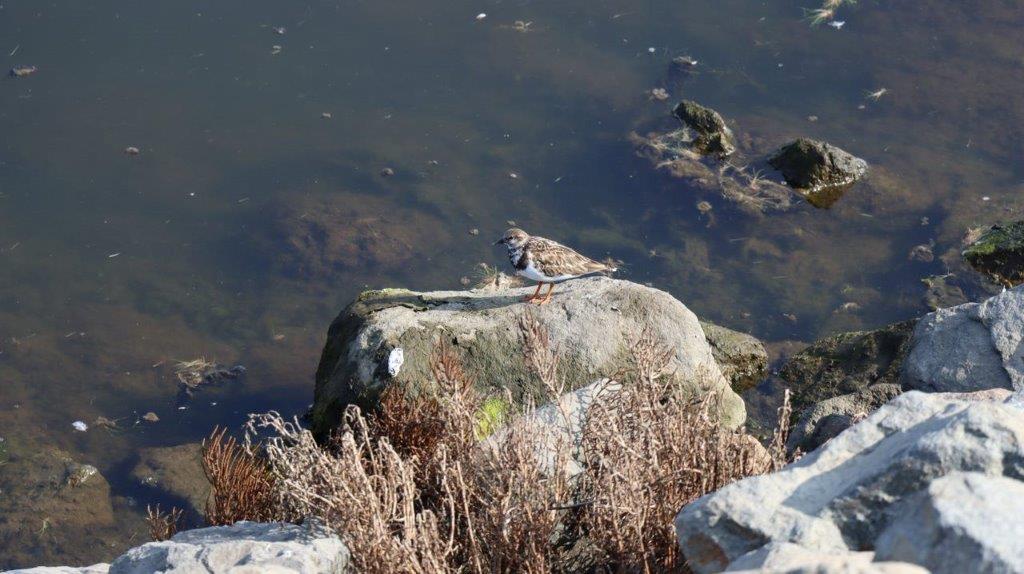 A bird on a rock near water

Description automatically generated