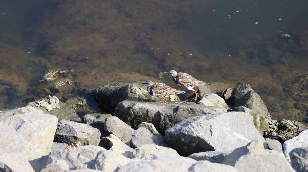 Birds on the rocks near the water

Description automatically generated