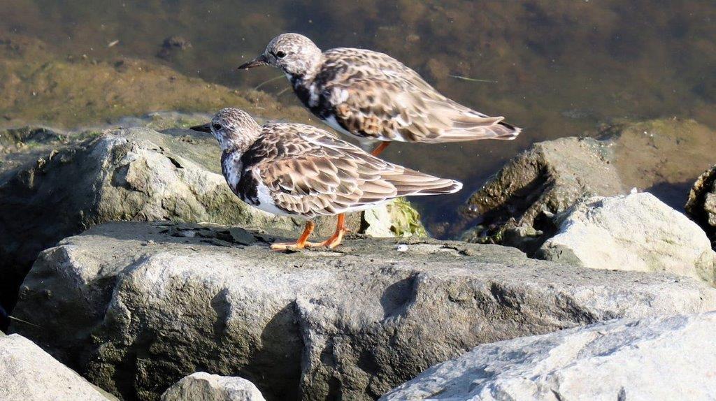 Birds standing on a rock

Description automatically generated