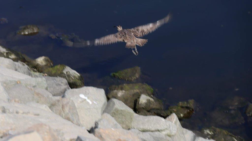 A bird flying over water

Description automatically generated