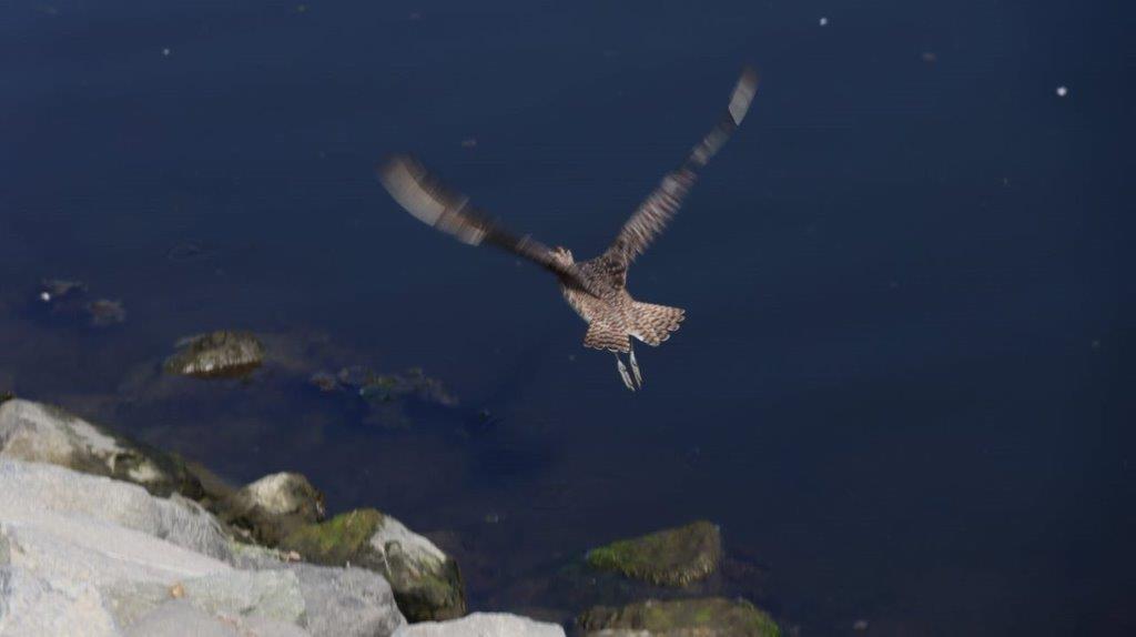 A bird flying over water

Description automatically generated