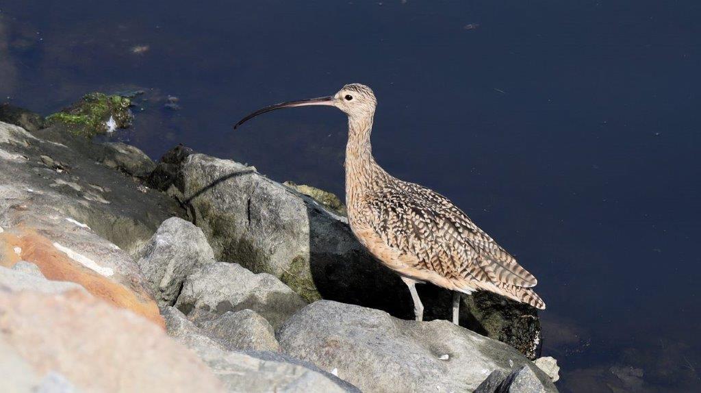 A bird standing on rocks

Description automatically generated