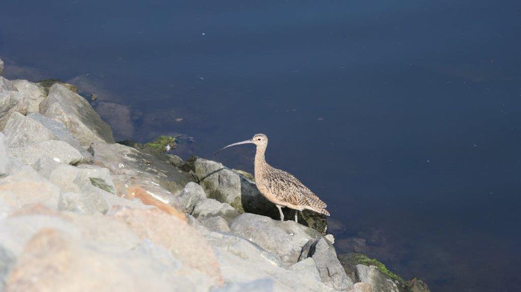 A bird standing on rocks near water

Description automatically generated