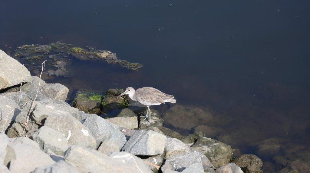 A bird standing on rocks near water

Description automatically generated