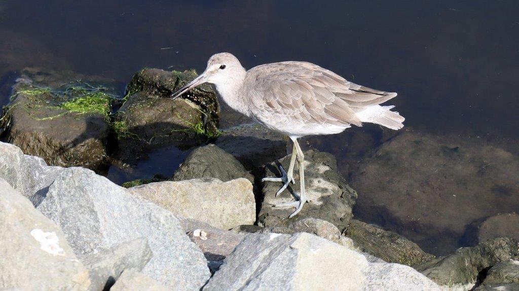 A bird standing on rocks

Description automatically generated