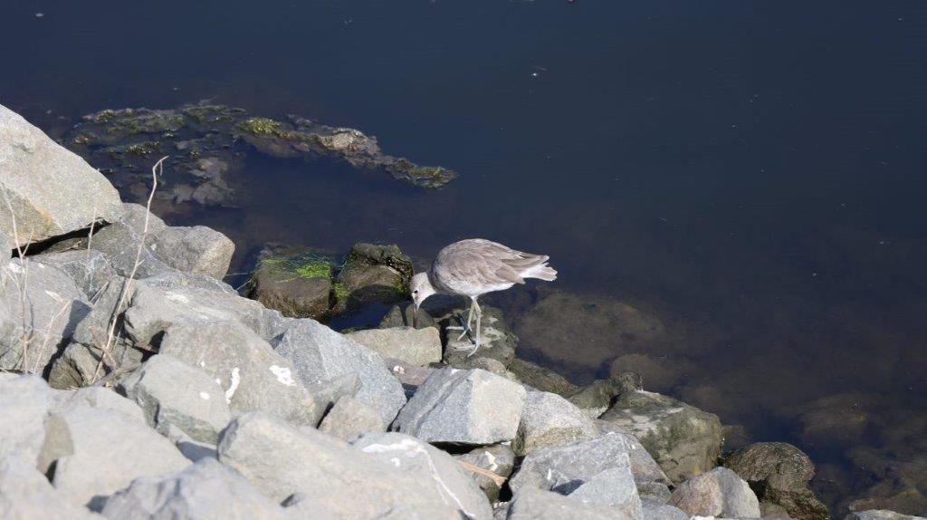 A bird standing on rocks near water

Description automatically generated