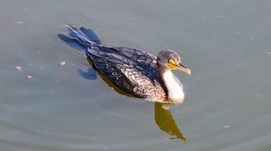 A bird swimming in water

Description automatically generated