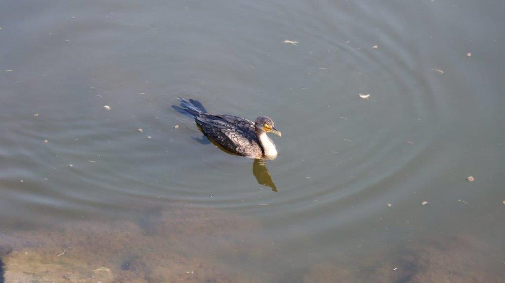 A bird swimming in water

Description automatically generated