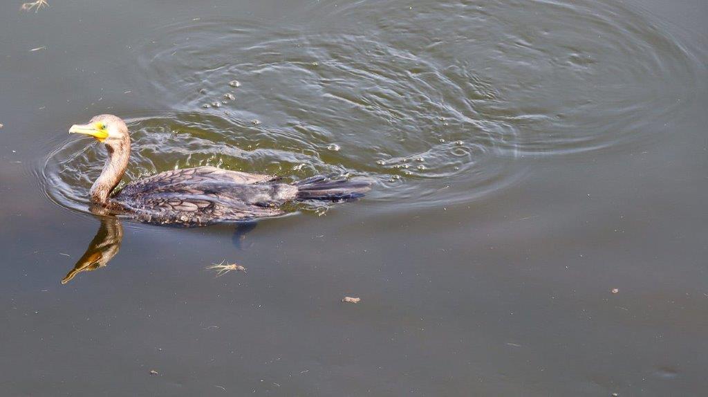 A duck swimming in the water

Description automatically generated