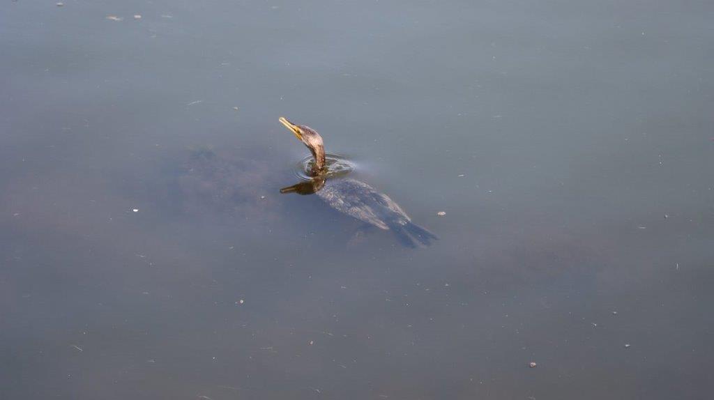 A bird swimming in the water

Description automatically generated