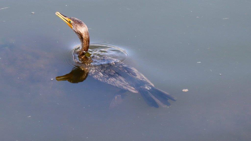 A bird swimming in water

Description automatically generated