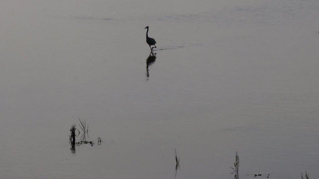 A bird walking in the water

Description automatically generated