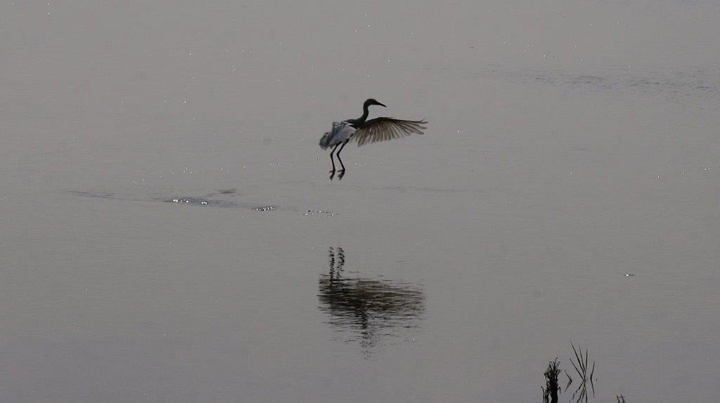 A bird flying over water

Description automatically generated